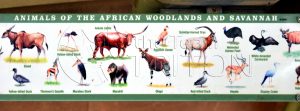 safari-animals-illustration